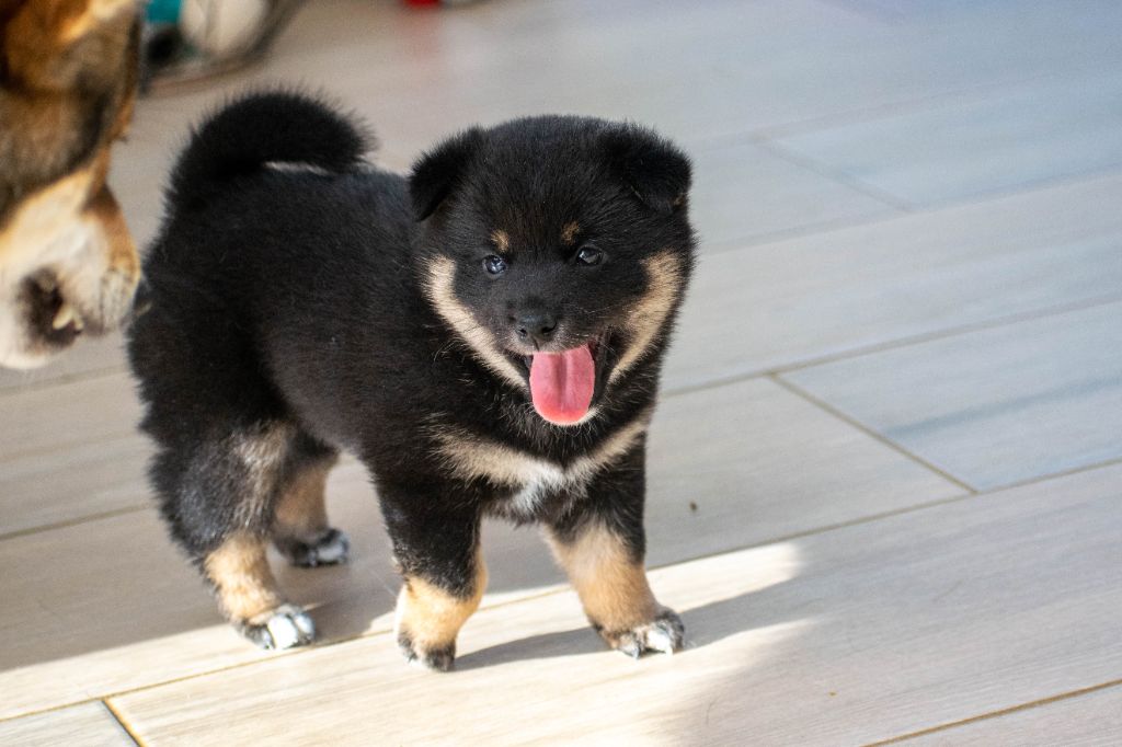 Mori No Gadian - Chiots disponibles - Shiba